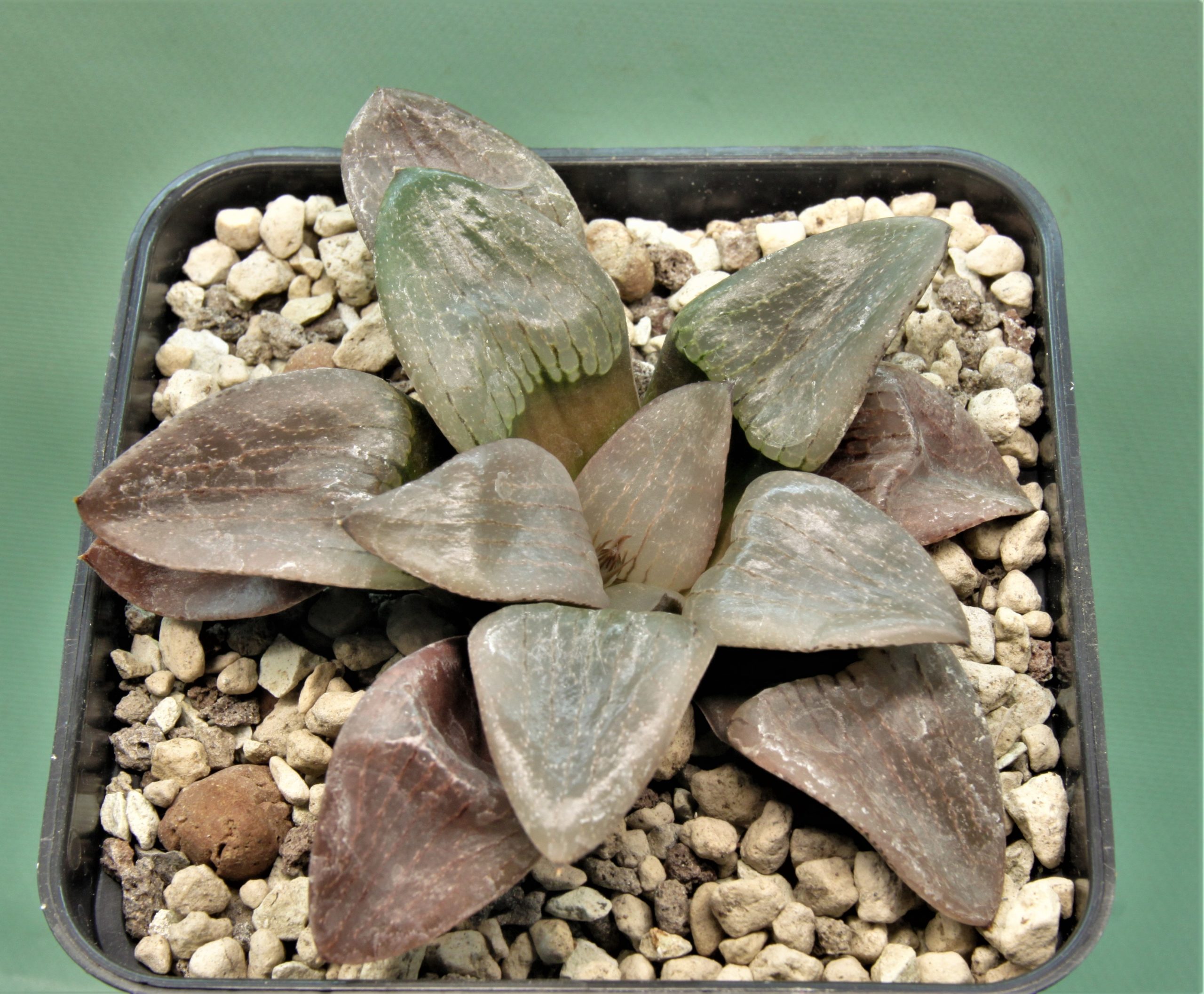 Haworthia-Nikko.