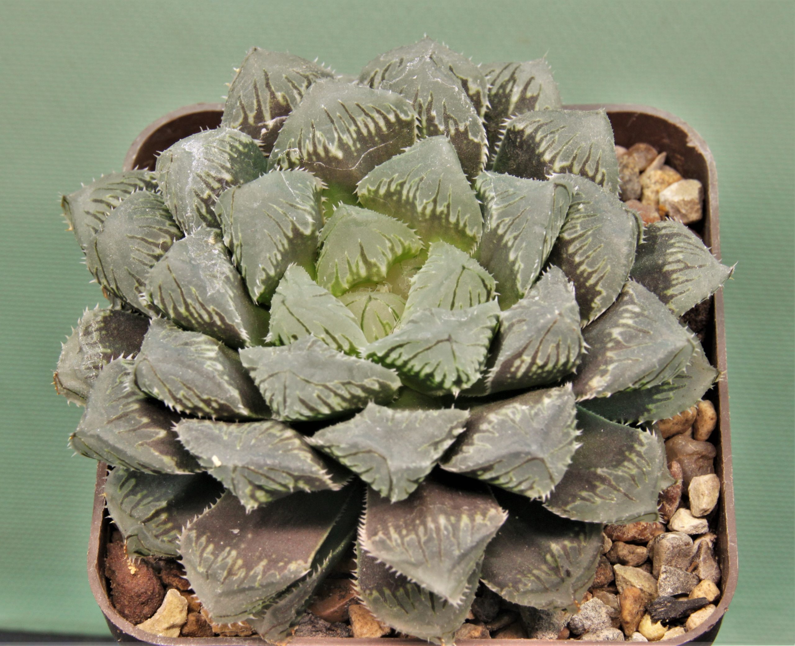 Haworthia-Red-stone-1.