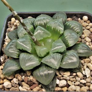 Haworthia-Sticky-jade-dew-1