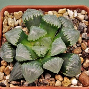 Haworthia-Sticky-jade-dew-2.