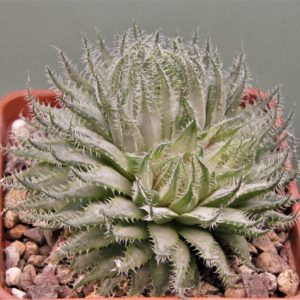 Haworthia-arachnoidea-2