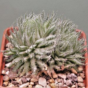 Haworthia-arachnoidea-3