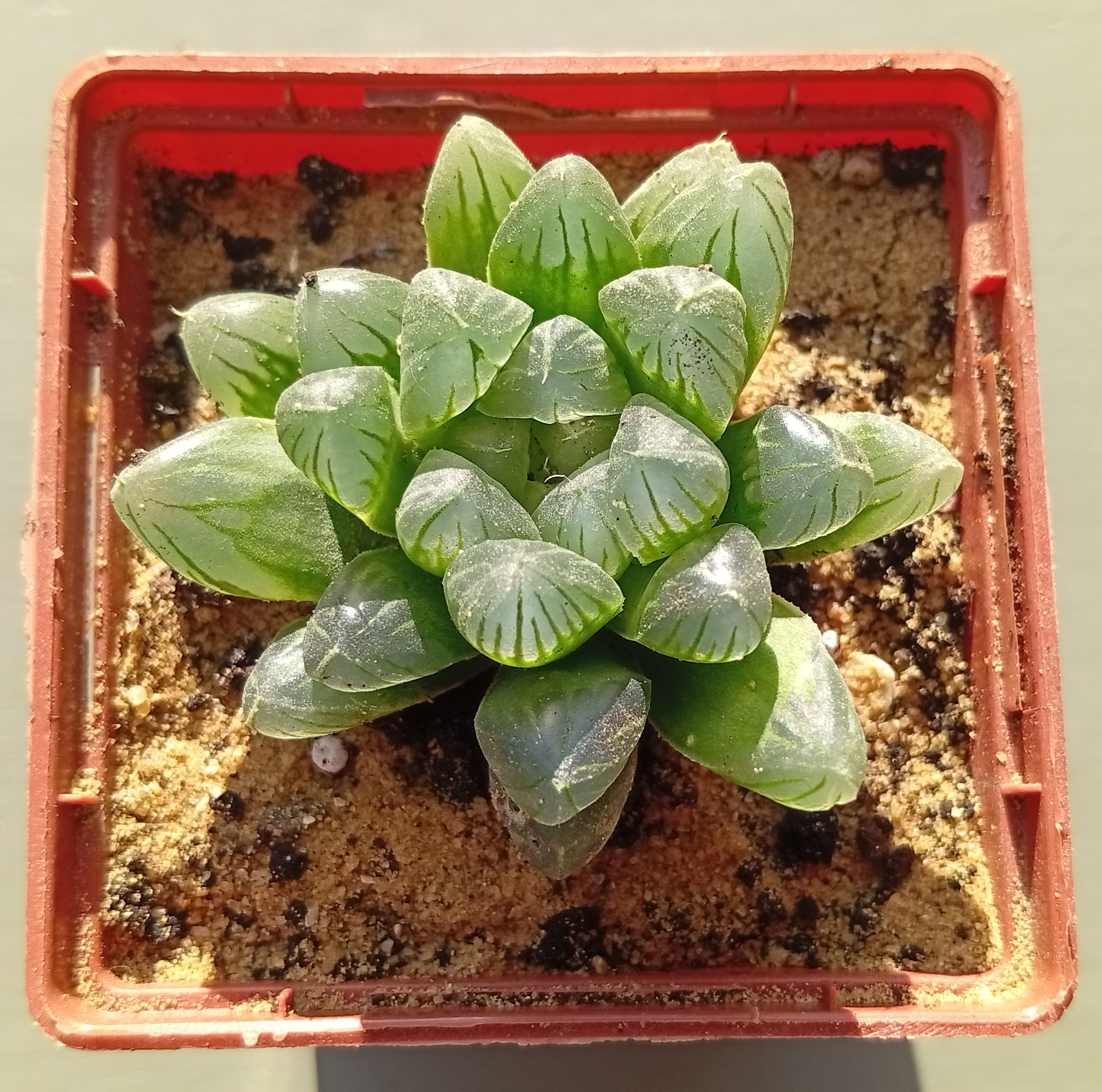 Haworthia cooperi