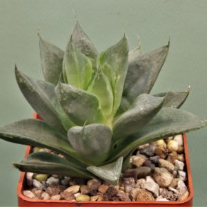 Haworthia-cumbiformis-2