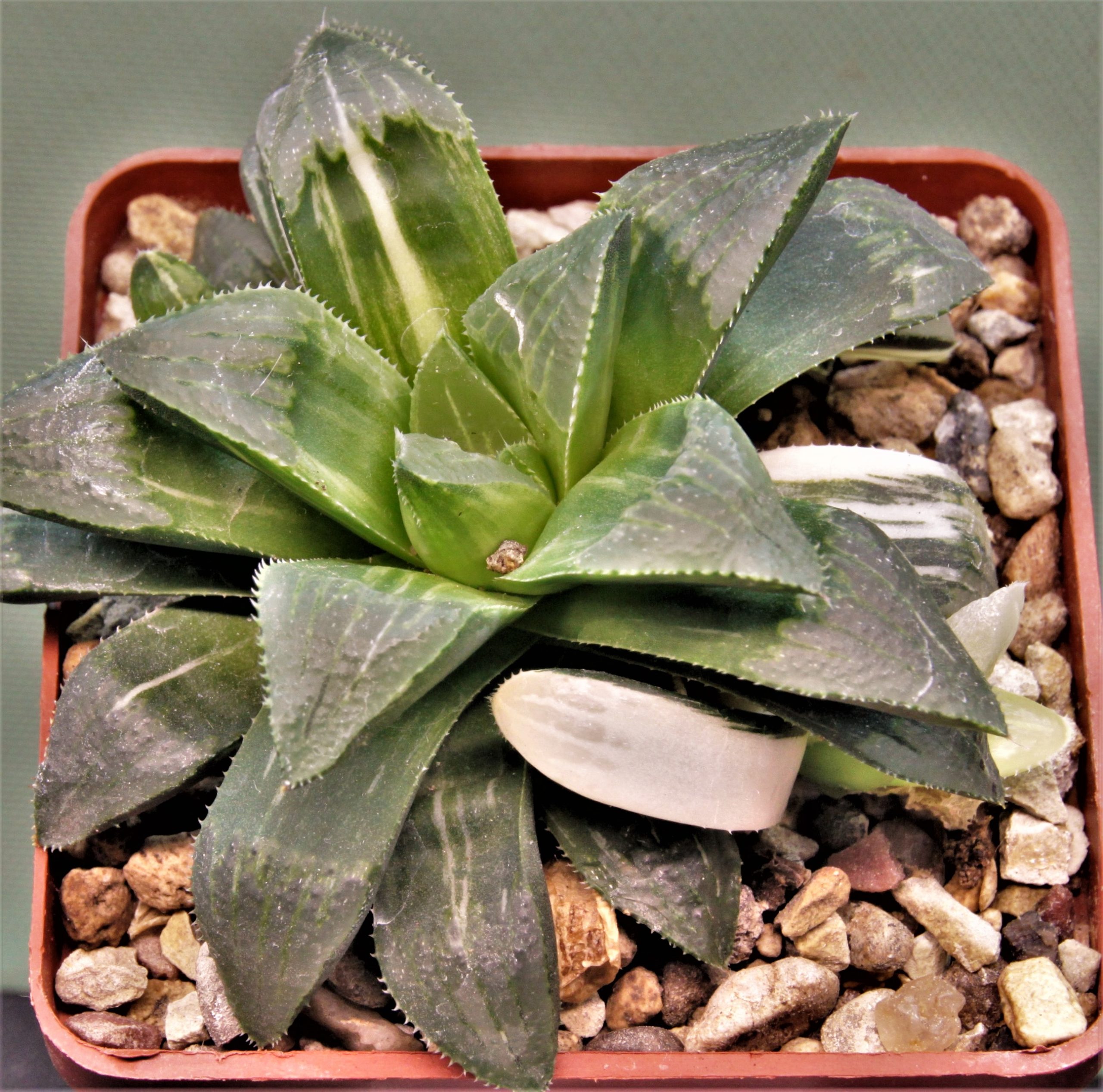 Haworthia-hidelbergensis-variegata-4