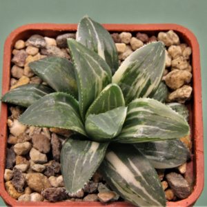 Haworthia-hidelbergensis-variegata-6