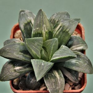 Haworthia-hidelbergensis-variegata-7.