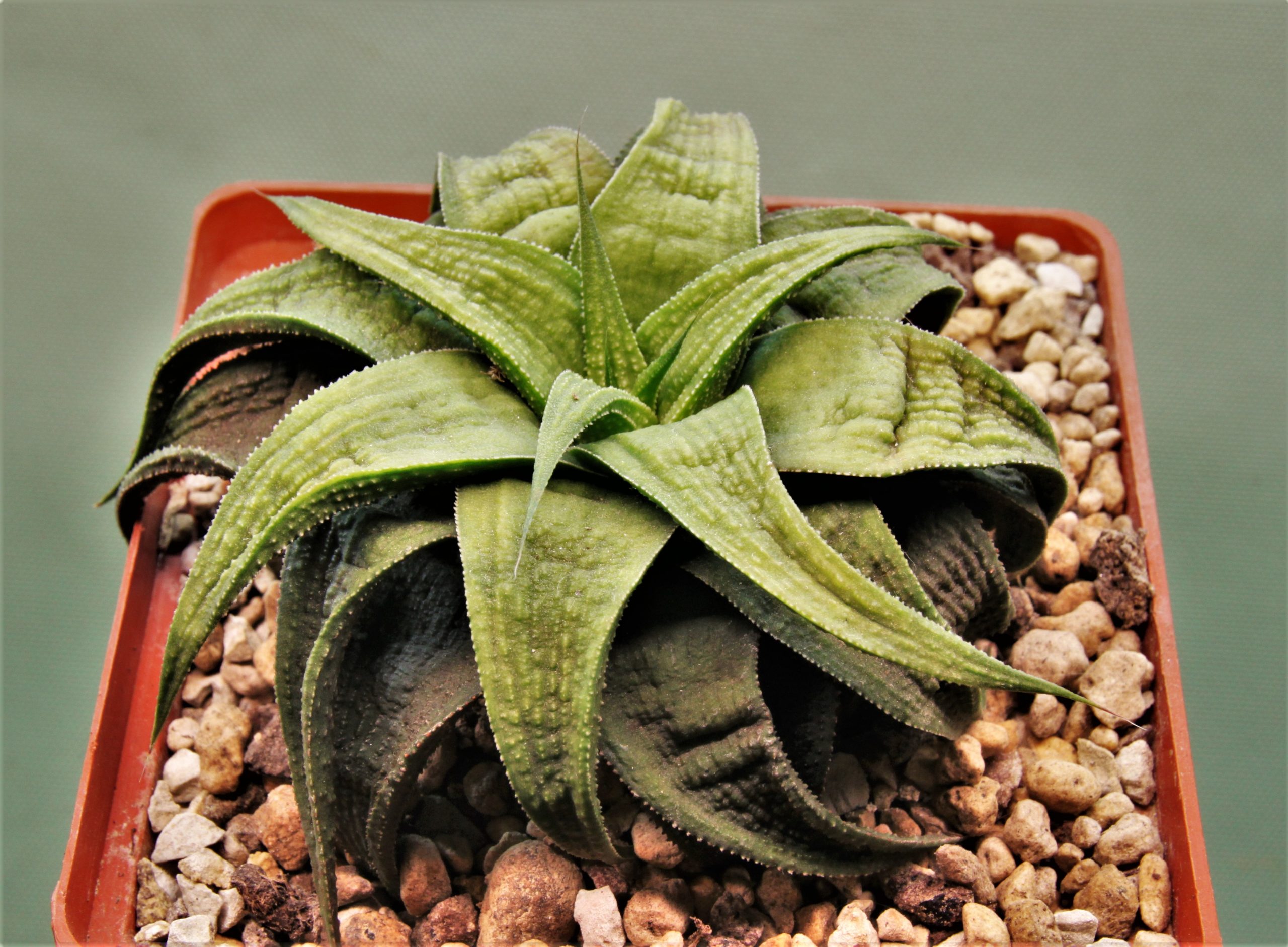 Haworthia limifolia Green Ork -0