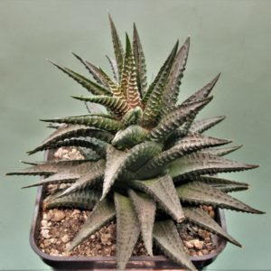 Haworthia-limifolia-nigra-1.