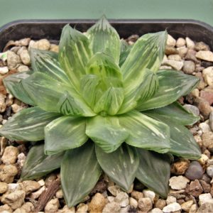 Haworthia-obtusa-varitgata-4