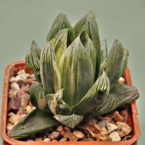 Haworthia-obtusa-varitgata-Komomo-2