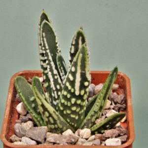 Haworthia-pumila-Tears-of-Angel