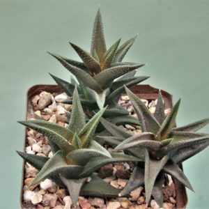Haworthia-resendeana-1