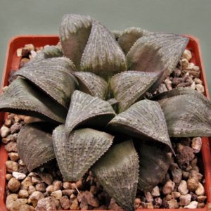 Haworthia-splendens-1.