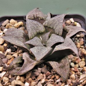 Haworthia-splendens-2