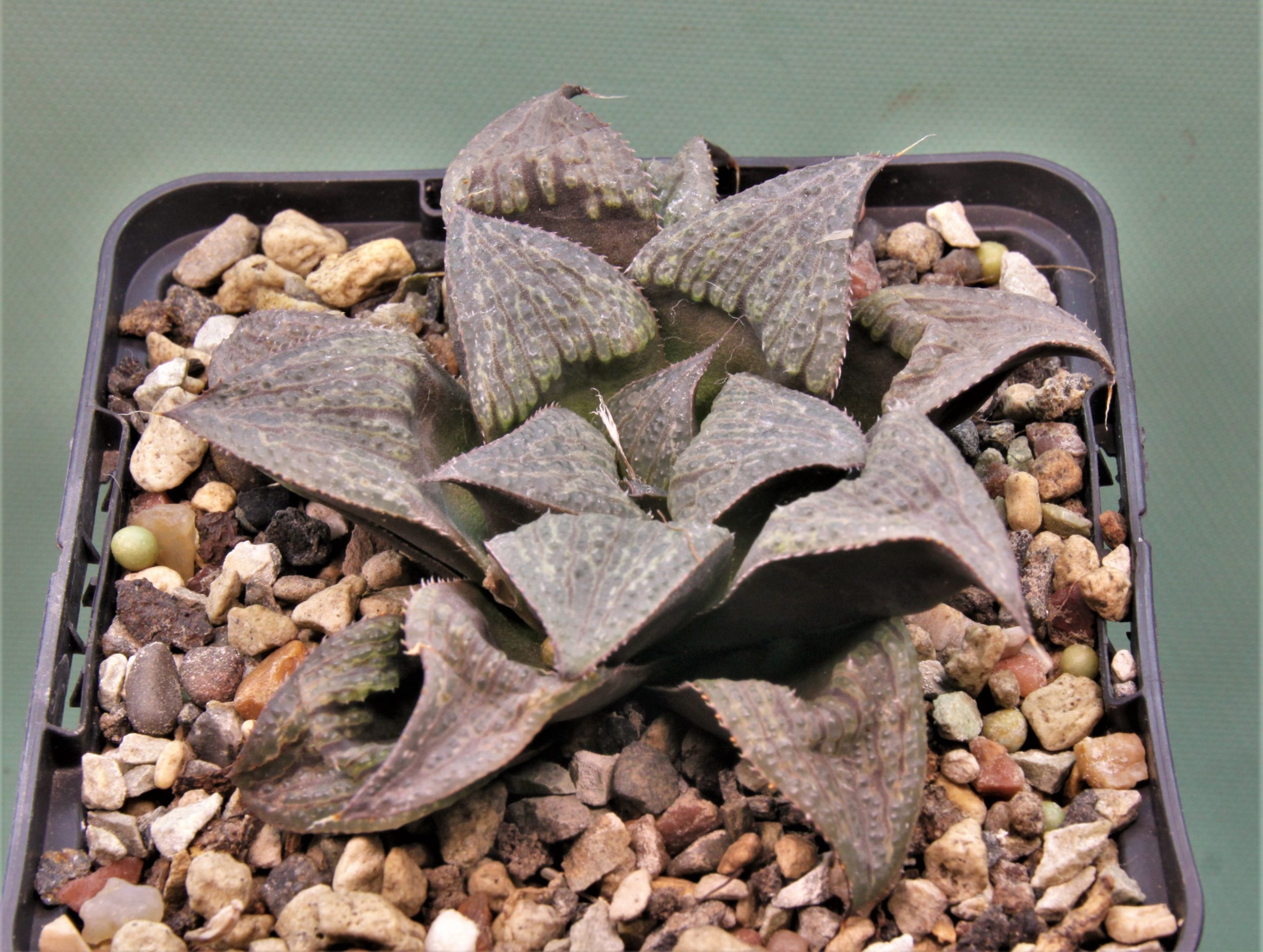 Haworthia-splendens-2
