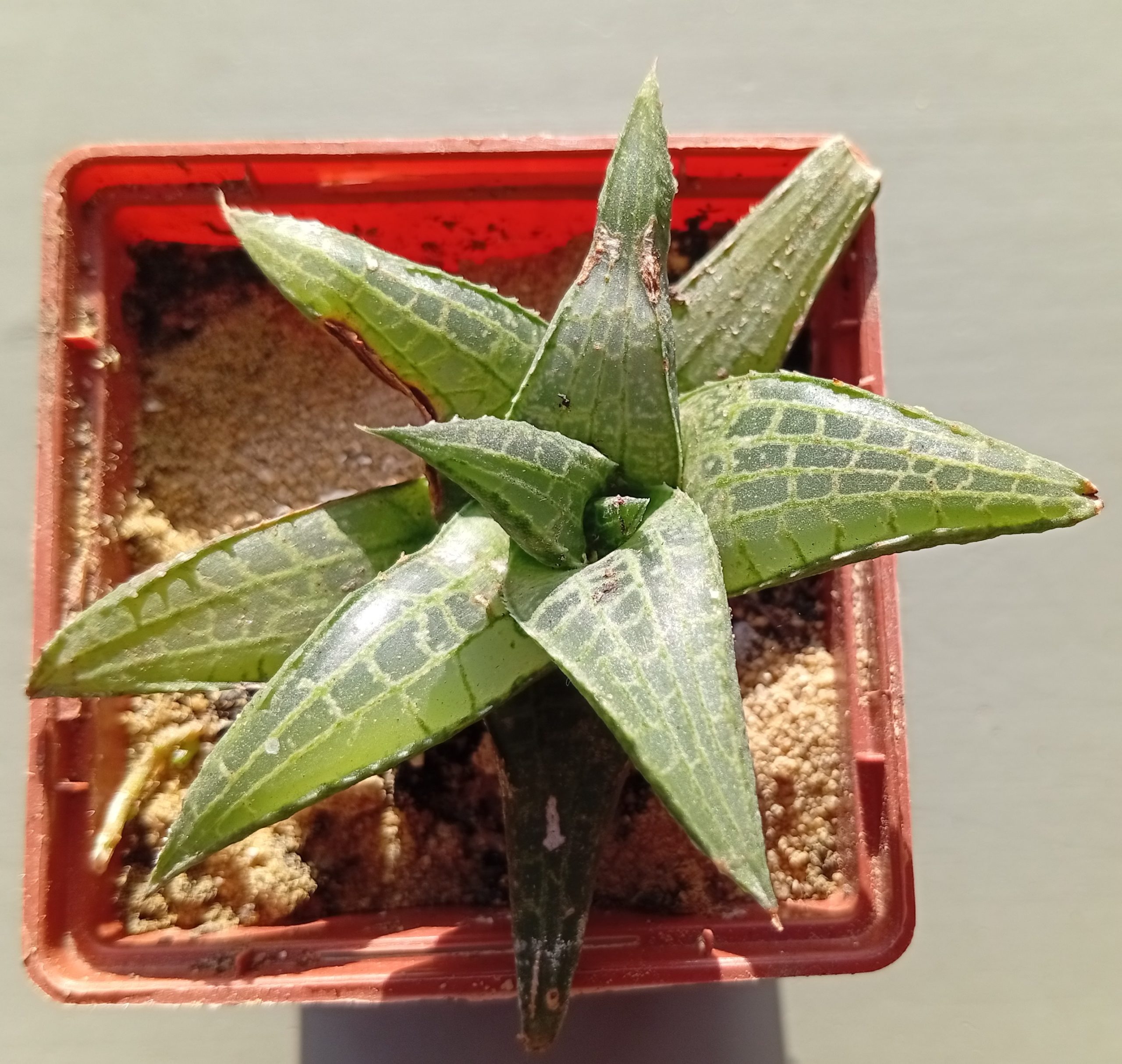 Haworthia tesselata Colesberg IB 6736