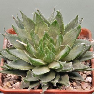 Haworthia-translusens-2.