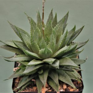 Haworthia-translusens-v.-tenera-1