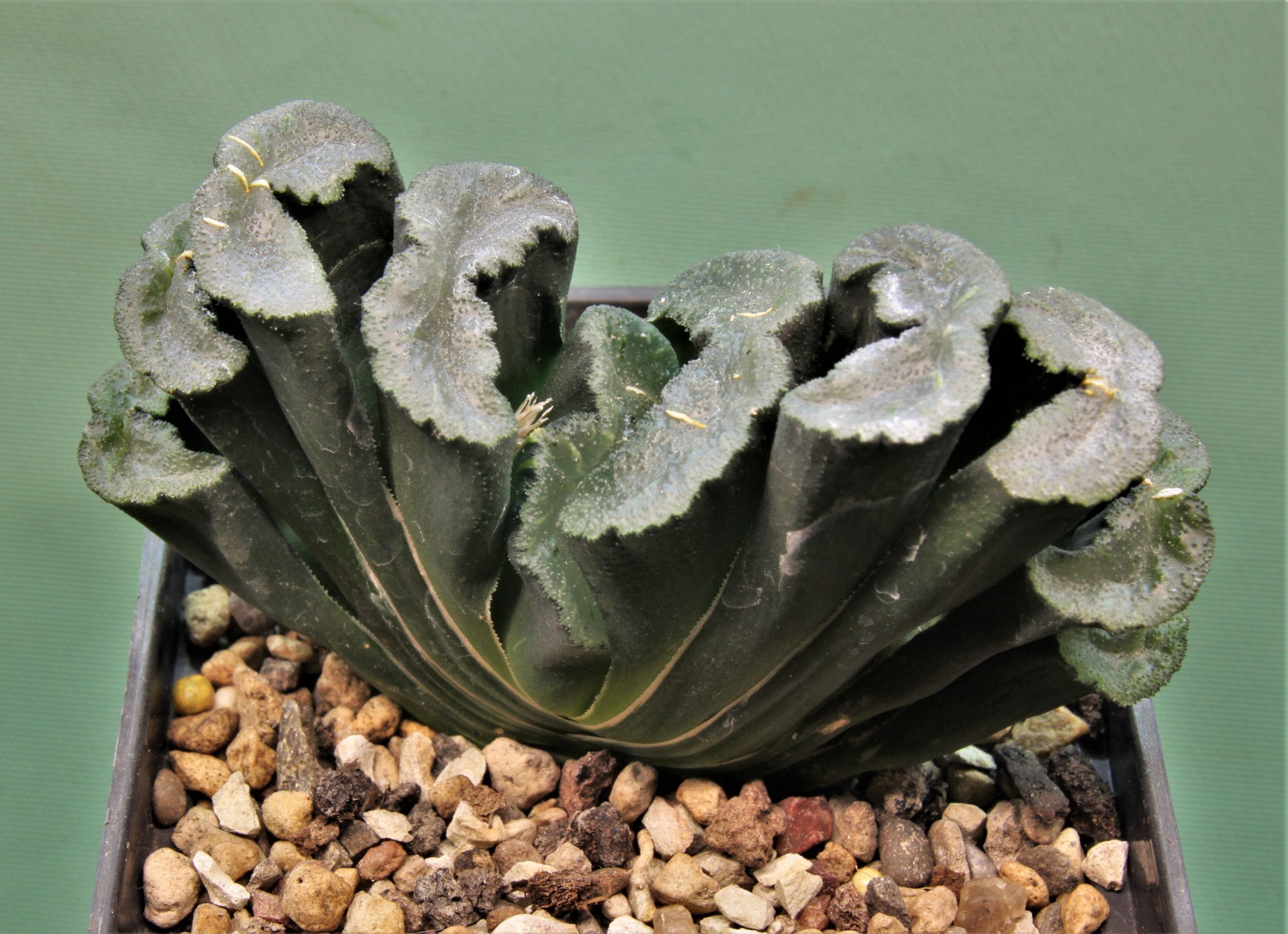 Haworthia-truncata-Hiroshige-15