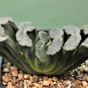Haworthia-truncata-Hiroshige-16-