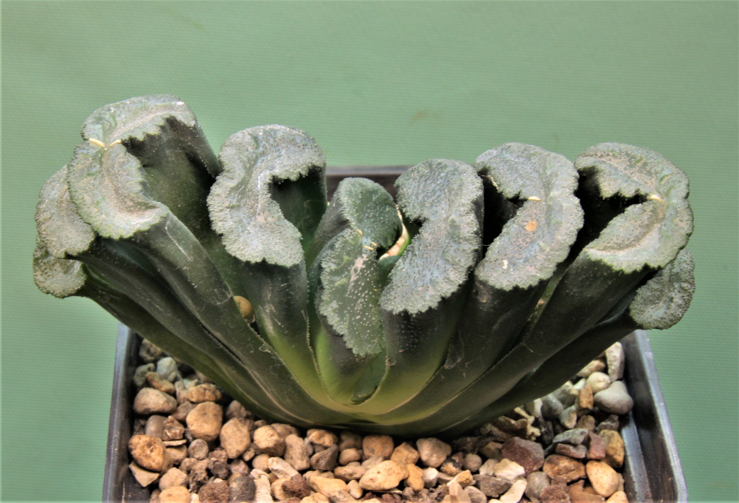 Haworthia-truncata-Hiroshige-16-