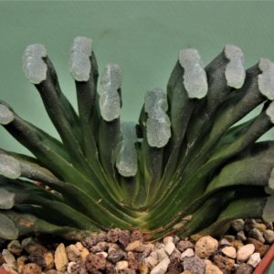 Haworthia-truncata-Japan-1