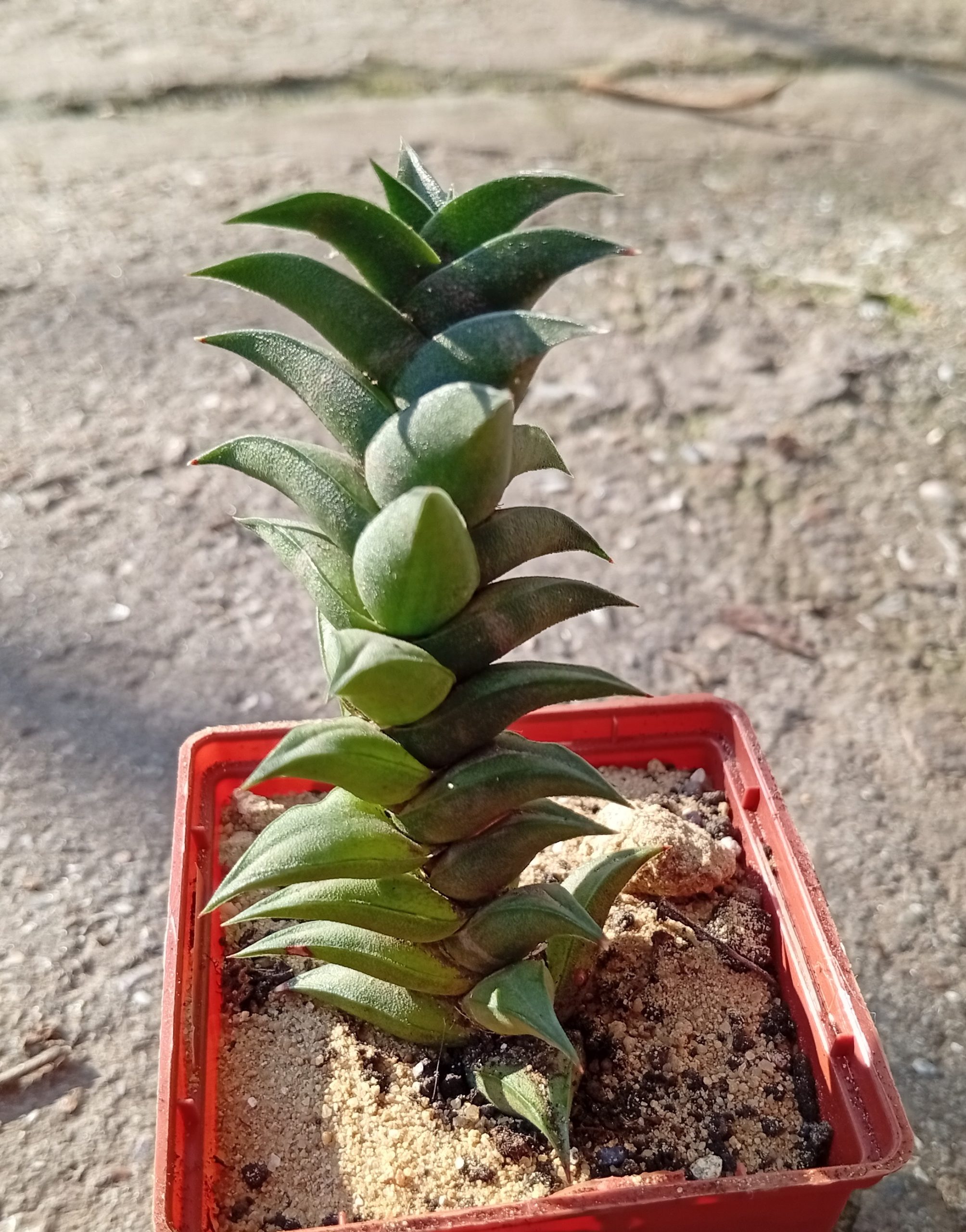Haworthia viscosa v pseudotortuosa