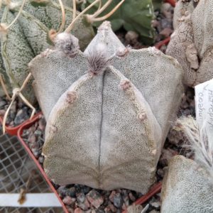 Astrophytum  coahuilense SB1474 -cube-7cm-