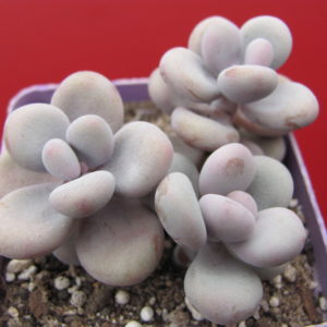 Pachyphytum Pink     3 разом