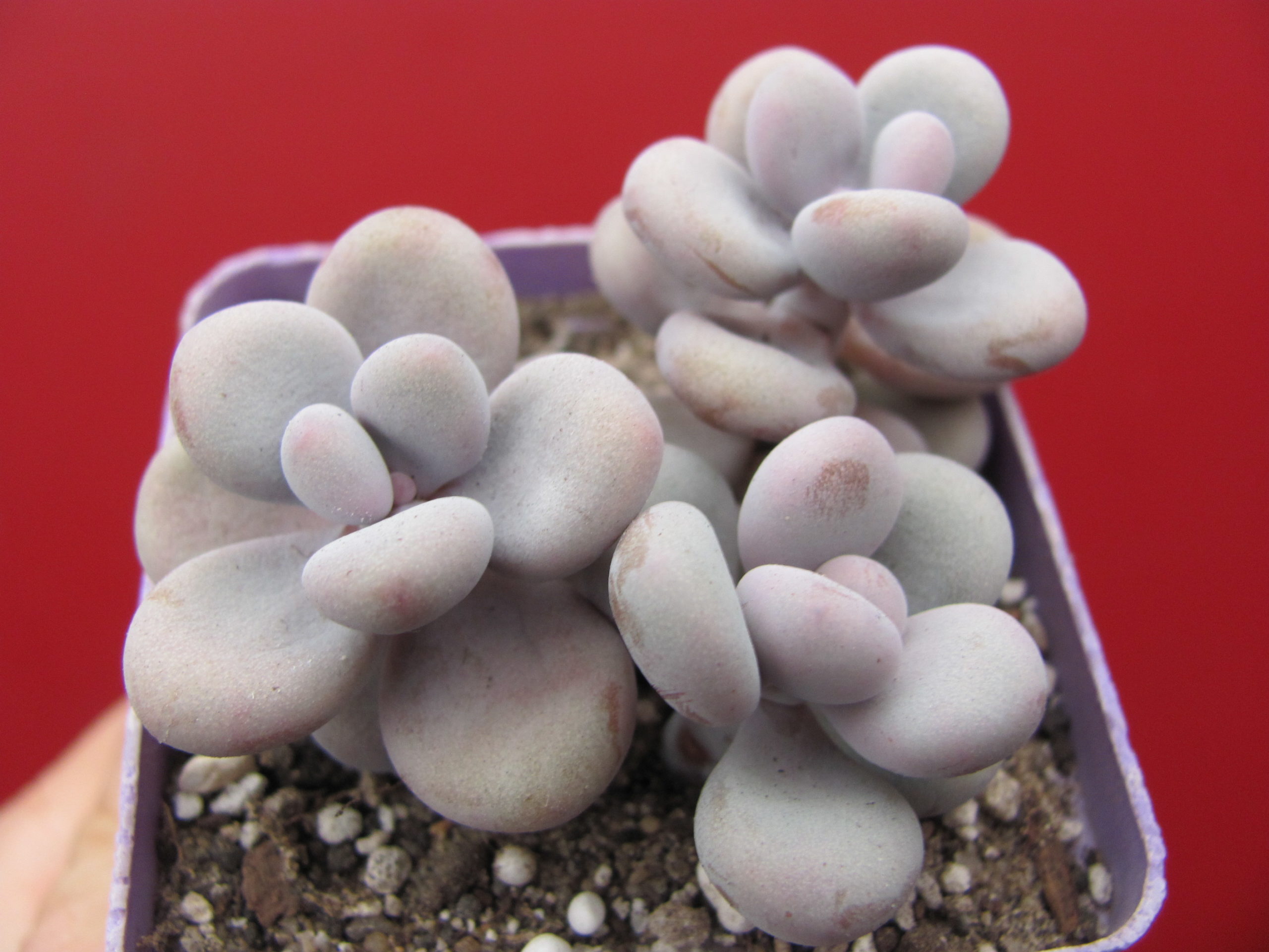 Pachyphytum Pink     3 разом