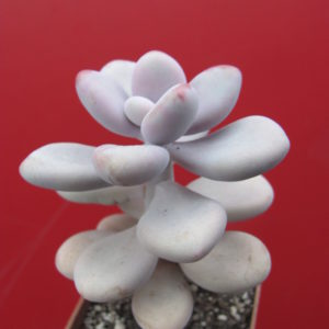Pachyphytum Pink
