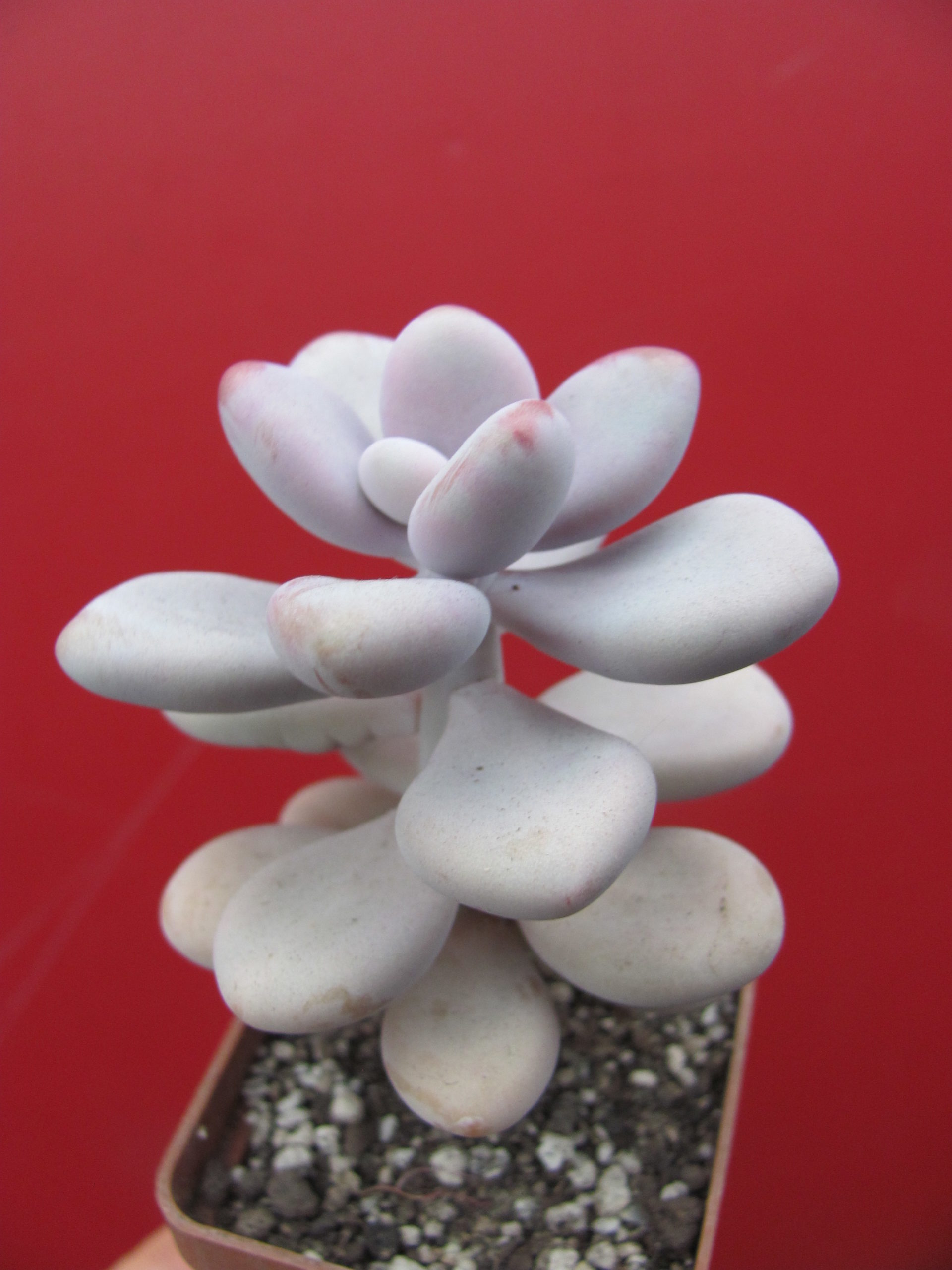 Pachyphytum Pink