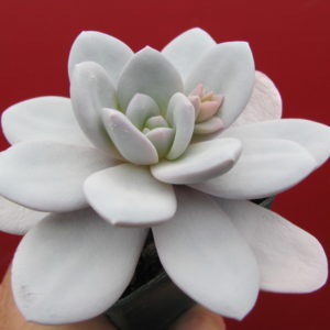 Echeveria laui
