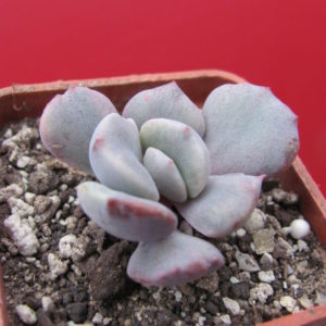 Echeveria Debbie   *Monstr*