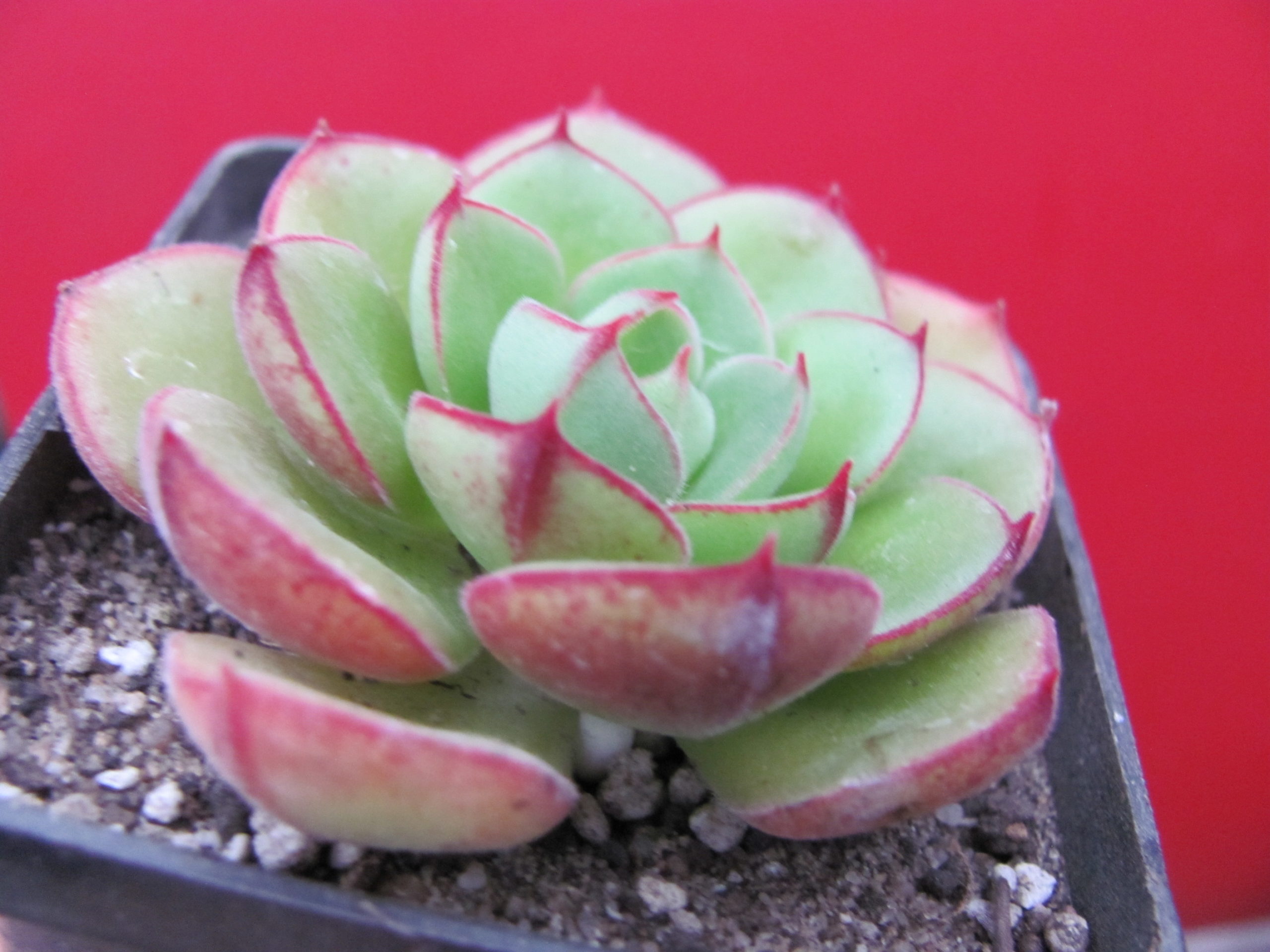 Echeveria Joan Daniel