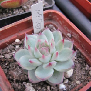 Echeveria  Baijiji