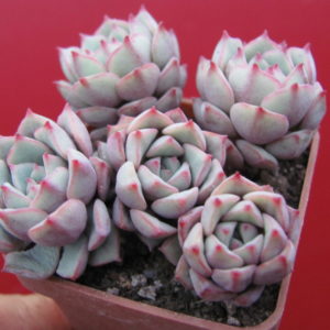 Echeveria   Panda Face