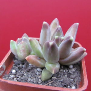 Pachyphytum compactum  *Purple Diamond*
