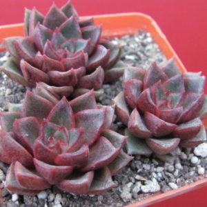 Echeveria   purpusorum Red   3 разом