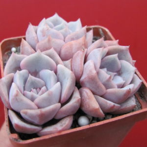 Echeveria  hybr.