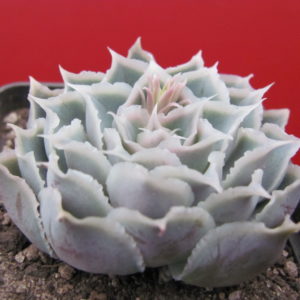 Echeveria Laguna Sanchez