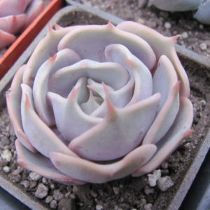 Echeveria  hybr.