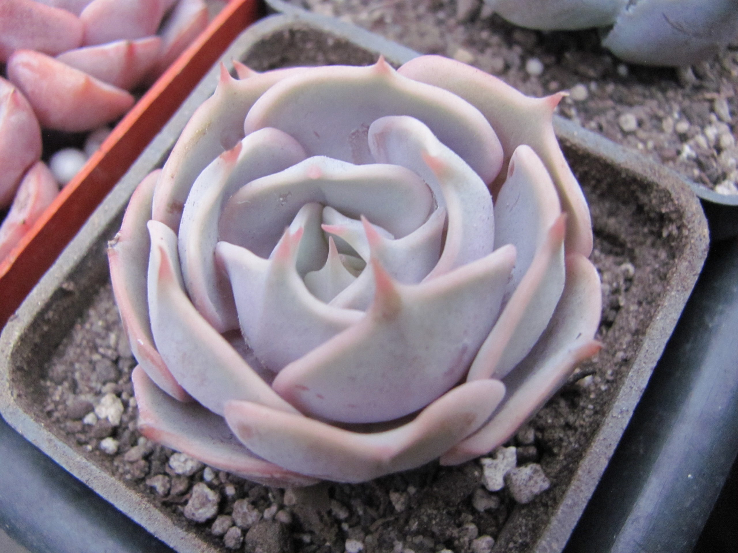 Echeveria  hybr.
