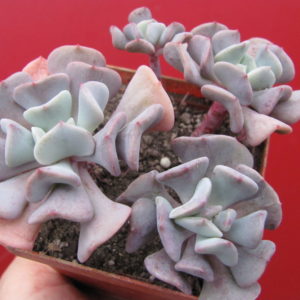 Echeveria Cubic Frost   3 разом