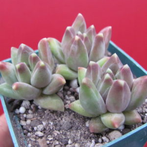 Pachyphytum  compactum  *Purple Diamond*    3 разом
