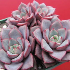 Echeveria purpusorum   Blue   3 разом