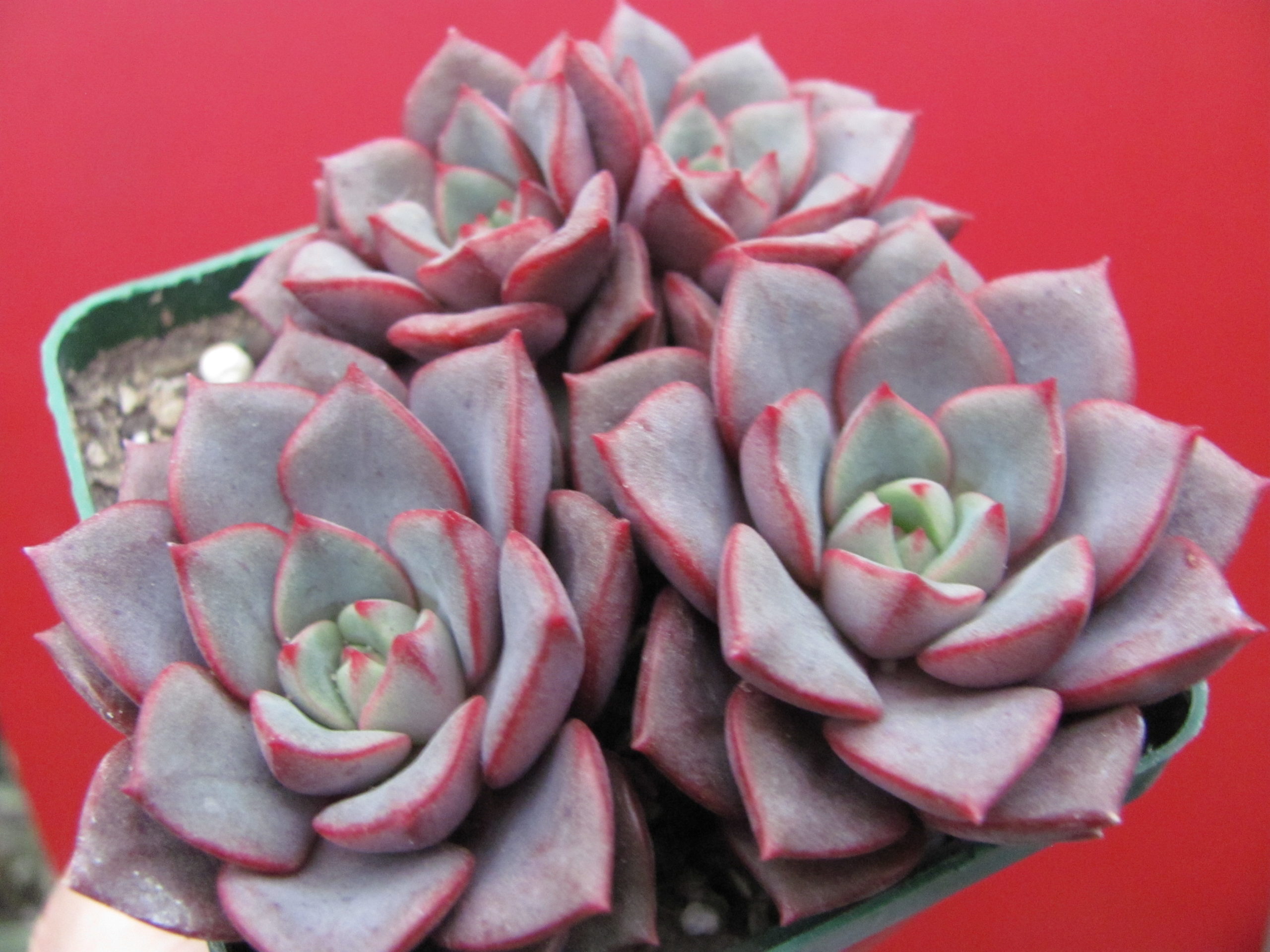 Echeveria purpusorum Blue 3 разом
