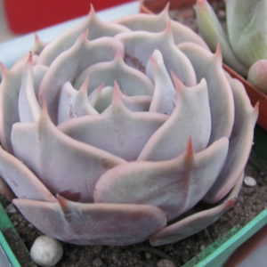 Echeveria hybr.