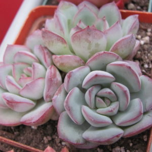 Echeveria  Hercules   3 разом